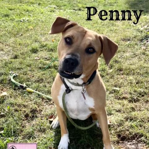 Penny