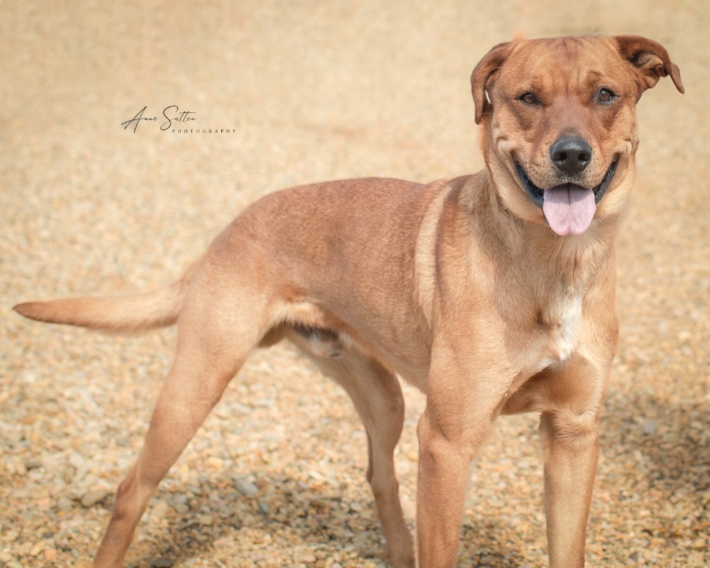 Telco (Togo), an adoptable Mixed Breed in Hot Springs, SD, 57747 | Photo Image 1