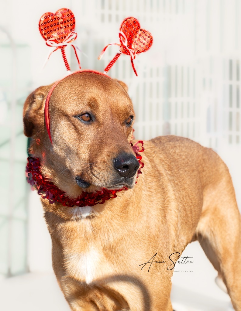 Telco (Togo), an adoptable Mixed Breed in Hot Springs, SD, 57747 | Photo Image 3