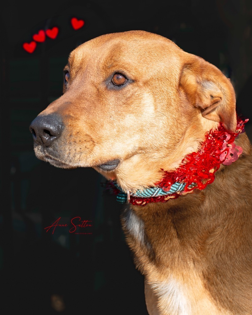 Telco (Togo), an adoptable Mixed Breed in Hot Springs, SD, 57747 | Photo Image 4