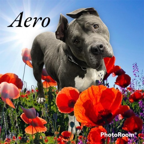 Aero, an adoptable American Staffordshire Terrier in Mooresville, IN_image-4