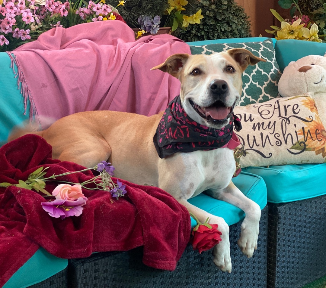 Adorable Provo mixed breed terrier and sweet Lucas