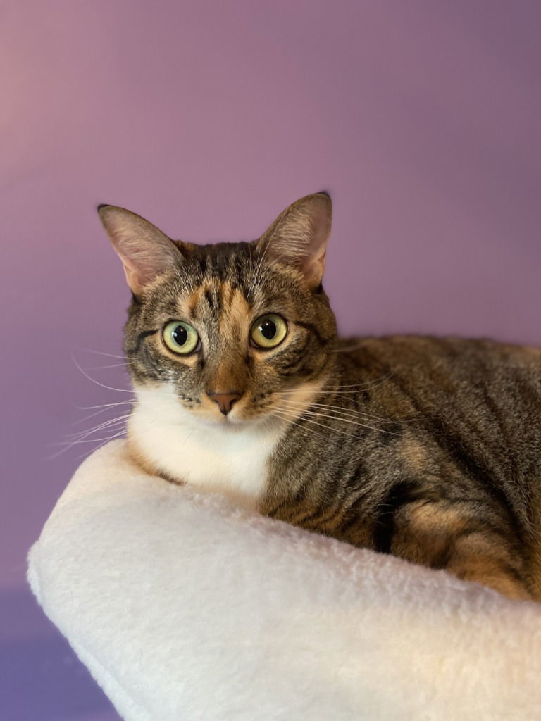 Mama Coco, an adoptable Tabby in San Antonio, TX, 78247 | Photo Image 1