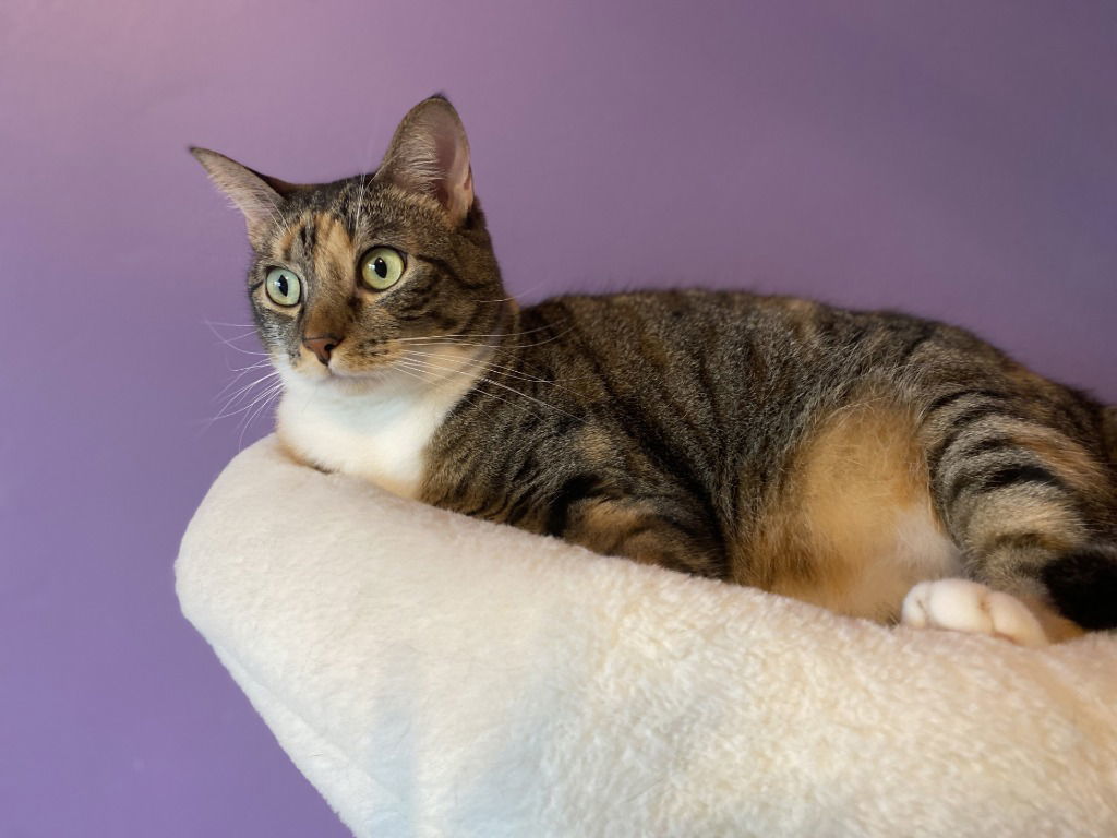 Mama Coco, an adoptable Tabby in San Antonio, TX, 78247 | Photo Image 2