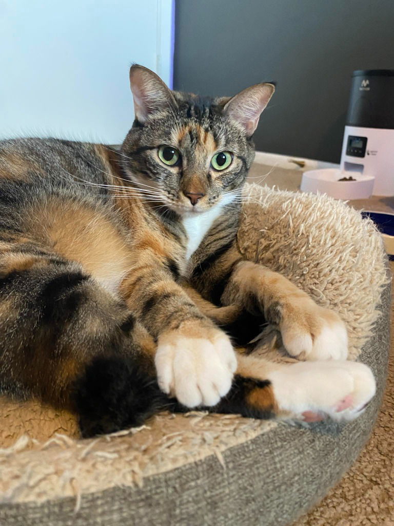 Mama Coco, an adoptable Tabby in San Antonio, TX, 78247 | Photo Image 3