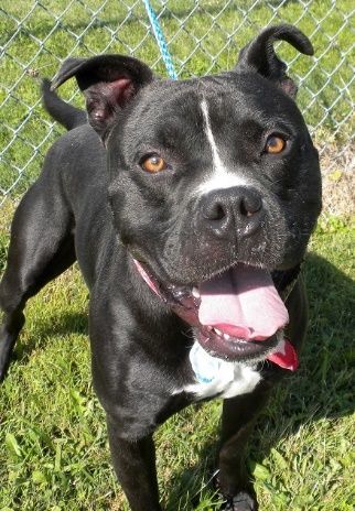 Diego, an adoptable Mixed Breed in Jeffersonville, IN, 47130 | Photo Image 1