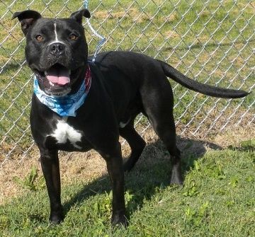 Diego, an adoptable Mixed Breed in Jeffersonville, IN, 47130 | Photo Image 2