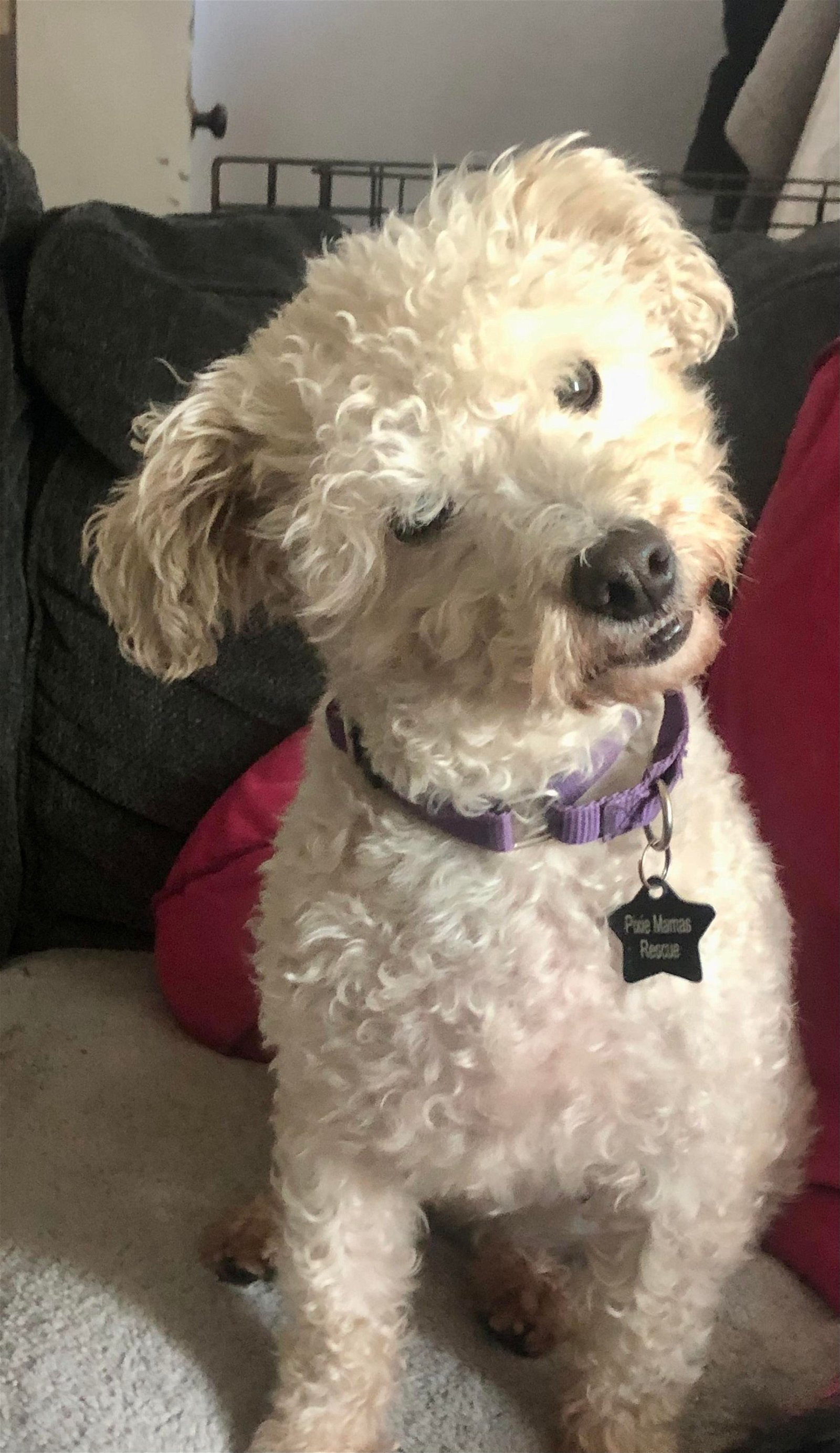 bichon frise mix