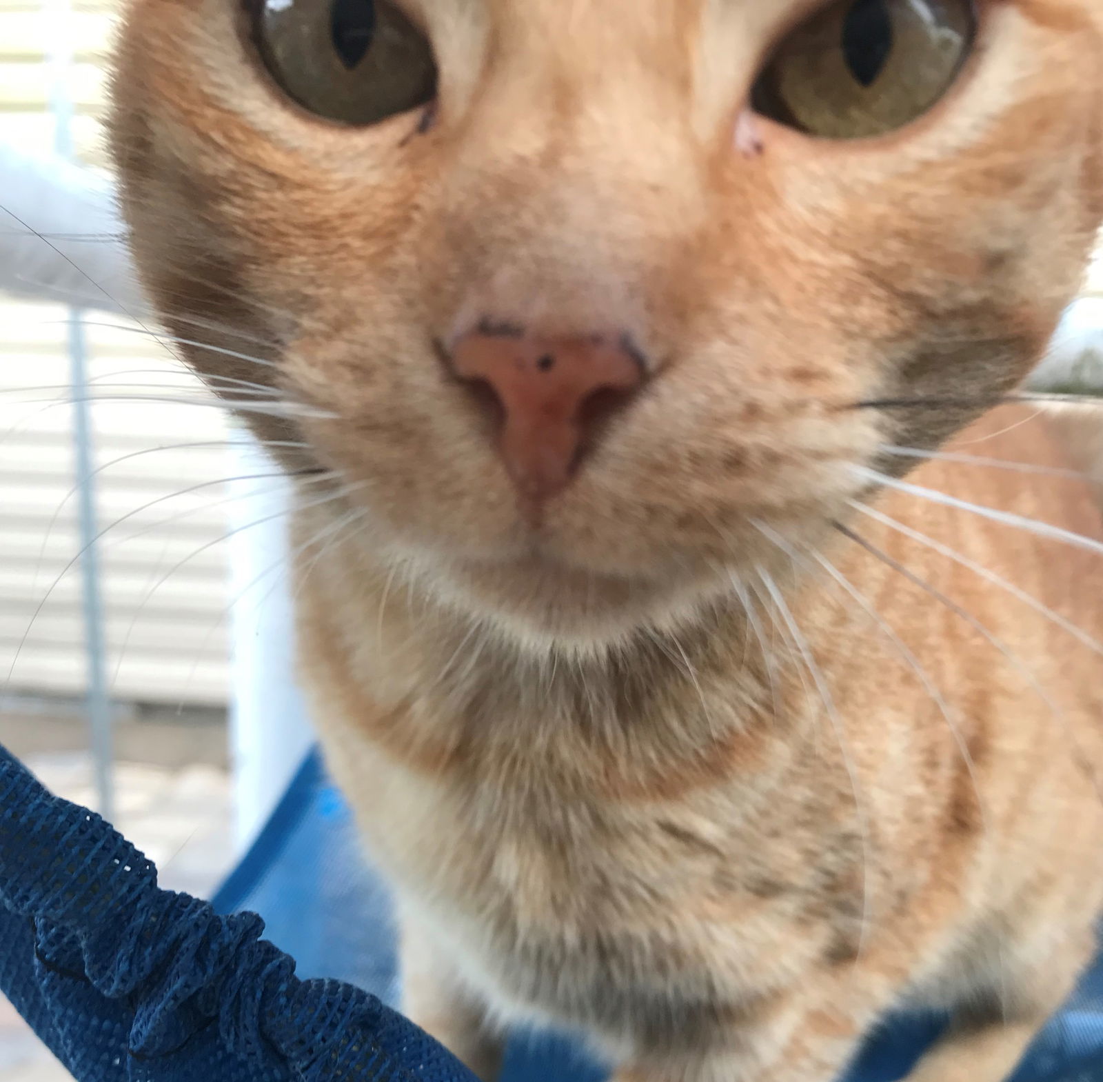 Fanta (formerly known as Orange Cat), an adoptable Tabby, Domestic Short Hair in Apollo, PA, 15613 | Photo Image 1