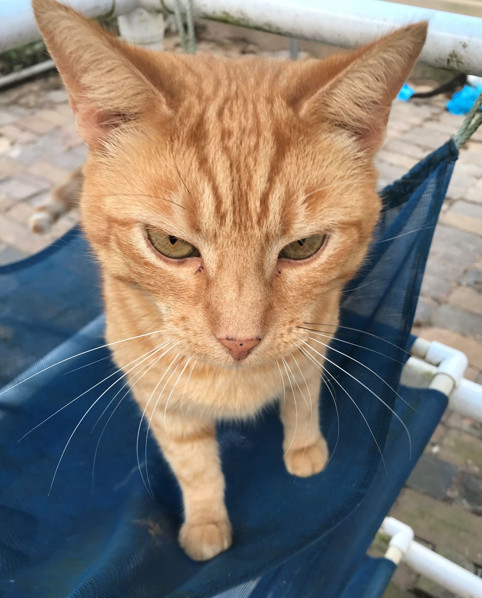 Fanta (formerly known as Orange Cat), an adoptable Tabby, Domestic Short Hair in Apollo, PA, 15613 | Photo Image 2