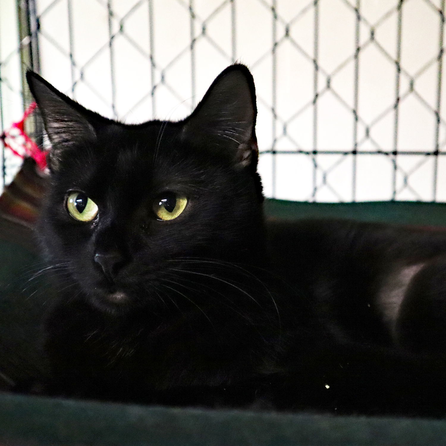 Reagan, an adoptable Domestic Short Hair in Apollo, PA, 15613 | Photo Image 1