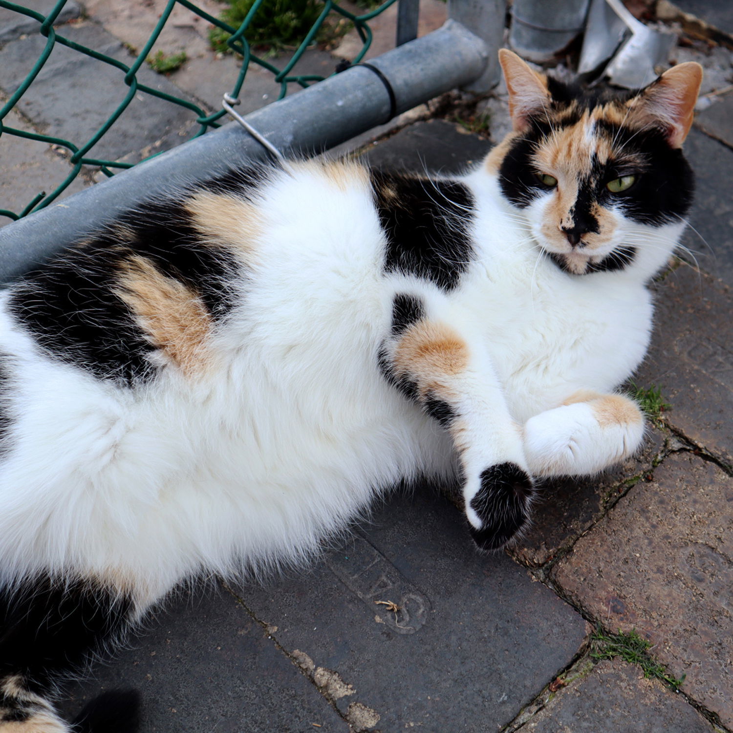 Jasmine, an adoptable Calico in Apollo, PA, 15613 | Photo Image 1