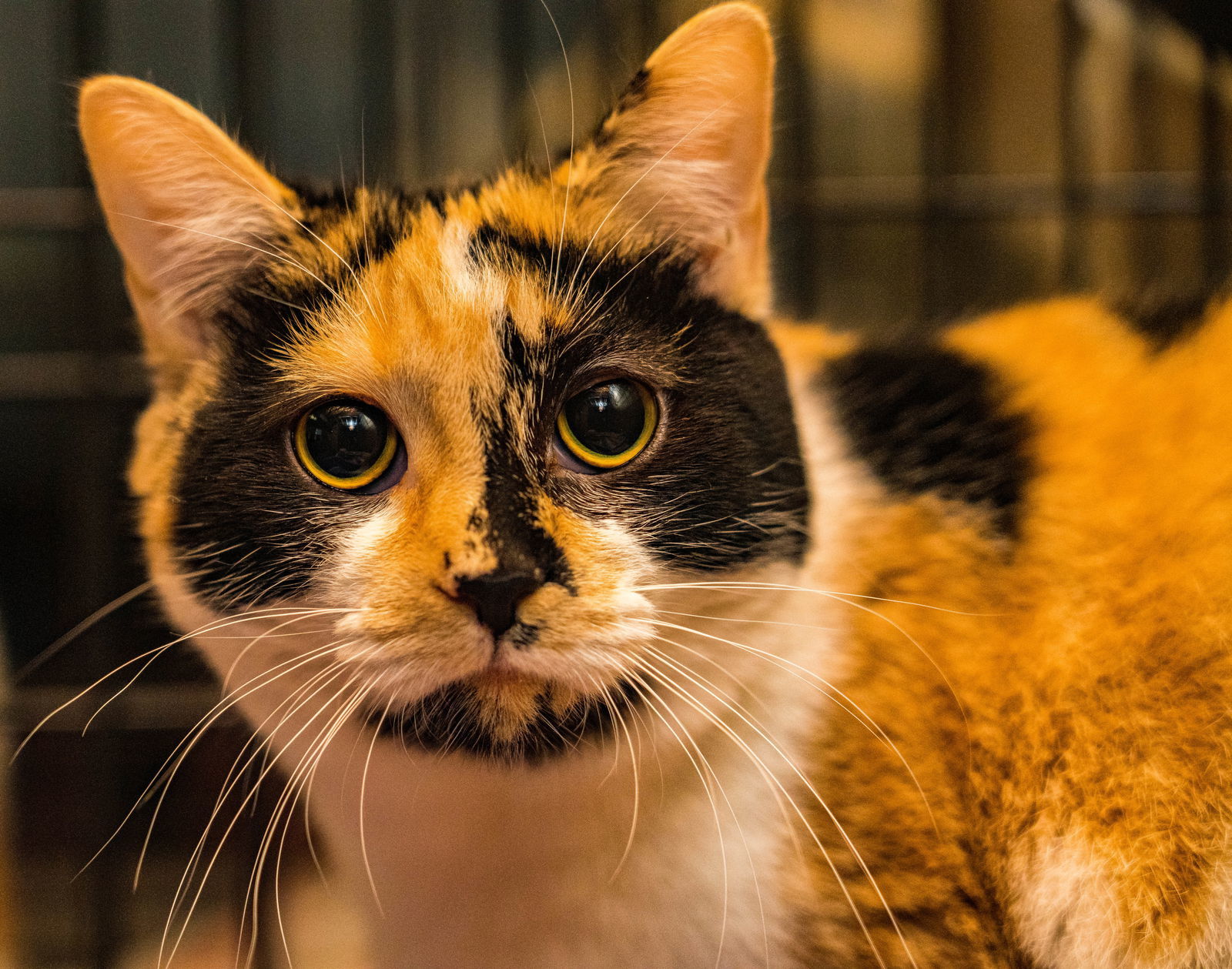 Jasmine, an adoptable Calico in Apollo, PA, 15613 | Photo Image 2