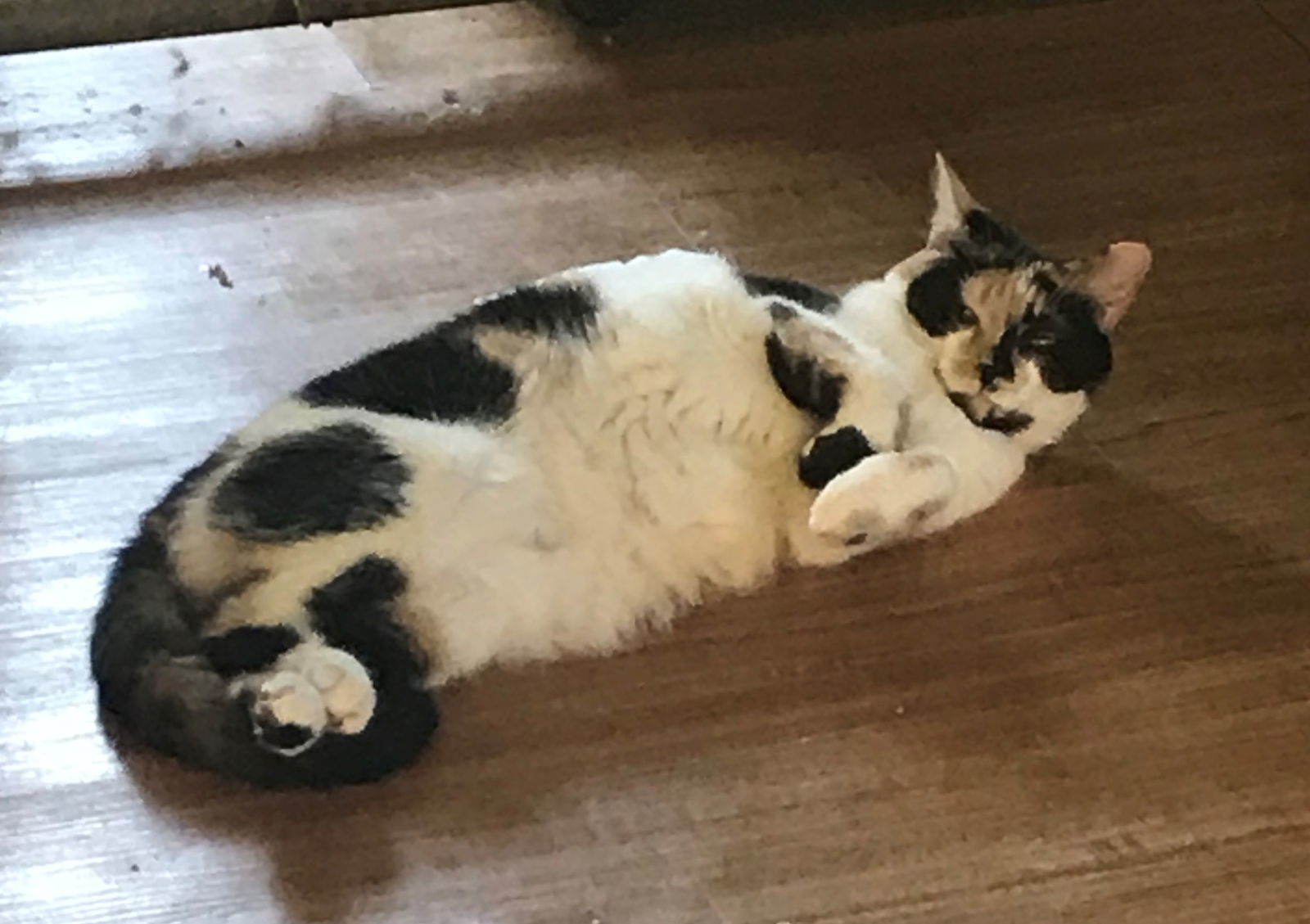 Jasmine, an adoptable Calico in Apollo, PA, 15613 | Photo Image 3