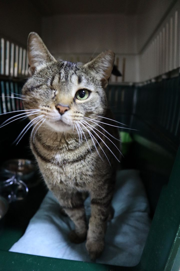 Mindy, an adoptable Tabby, Domestic Short Hair in Apollo, PA, 15613 | Photo Image 1