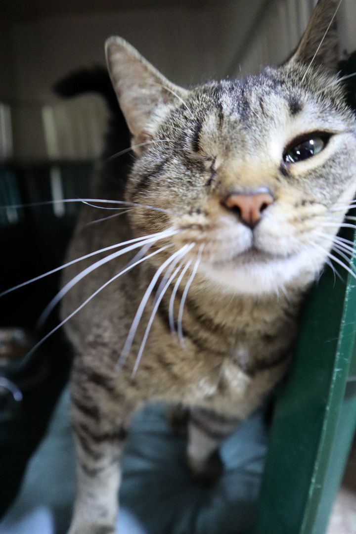 Mindy, an adoptable Tabby, Domestic Short Hair in Apollo, PA, 15613 | Photo Image 2