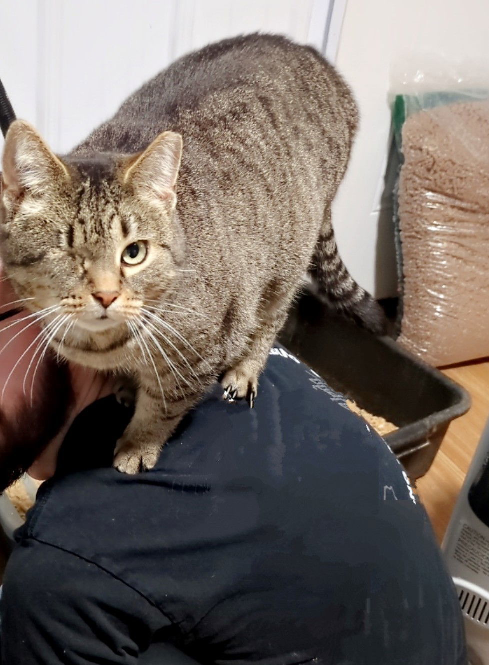 Mindy, an adoptable Tabby, Domestic Short Hair in Apollo, PA, 15613 | Photo Image 3