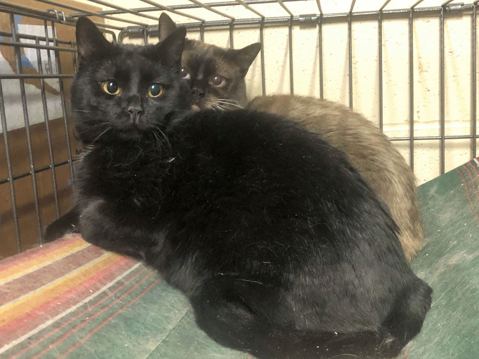 Jeff, an adoptable Domestic Short Hair in Apollo, PA, 15613 | Photo Image 1