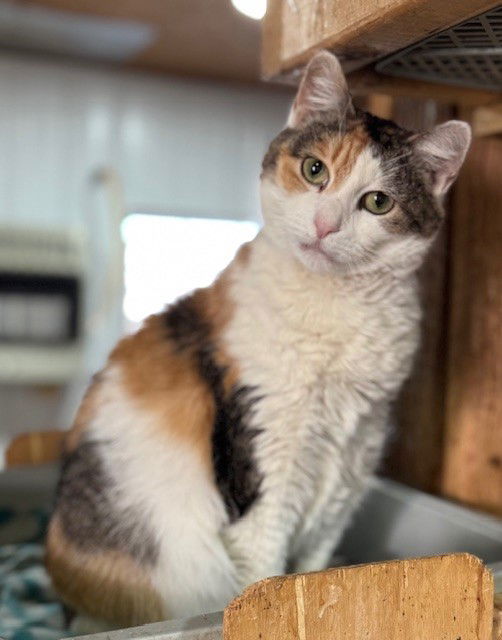 Gravity, an adoptable Calico, Domestic Short Hair in Apollo, PA, 15613 | Photo Image 1