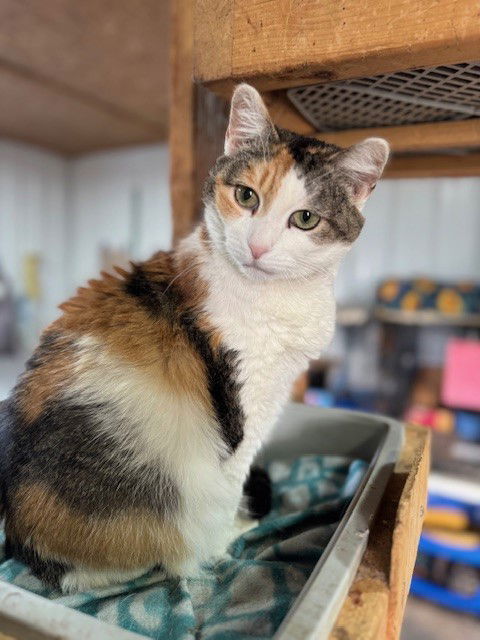 Gravity, an adoptable Calico, Domestic Short Hair in Apollo, PA, 15613 | Photo Image 2