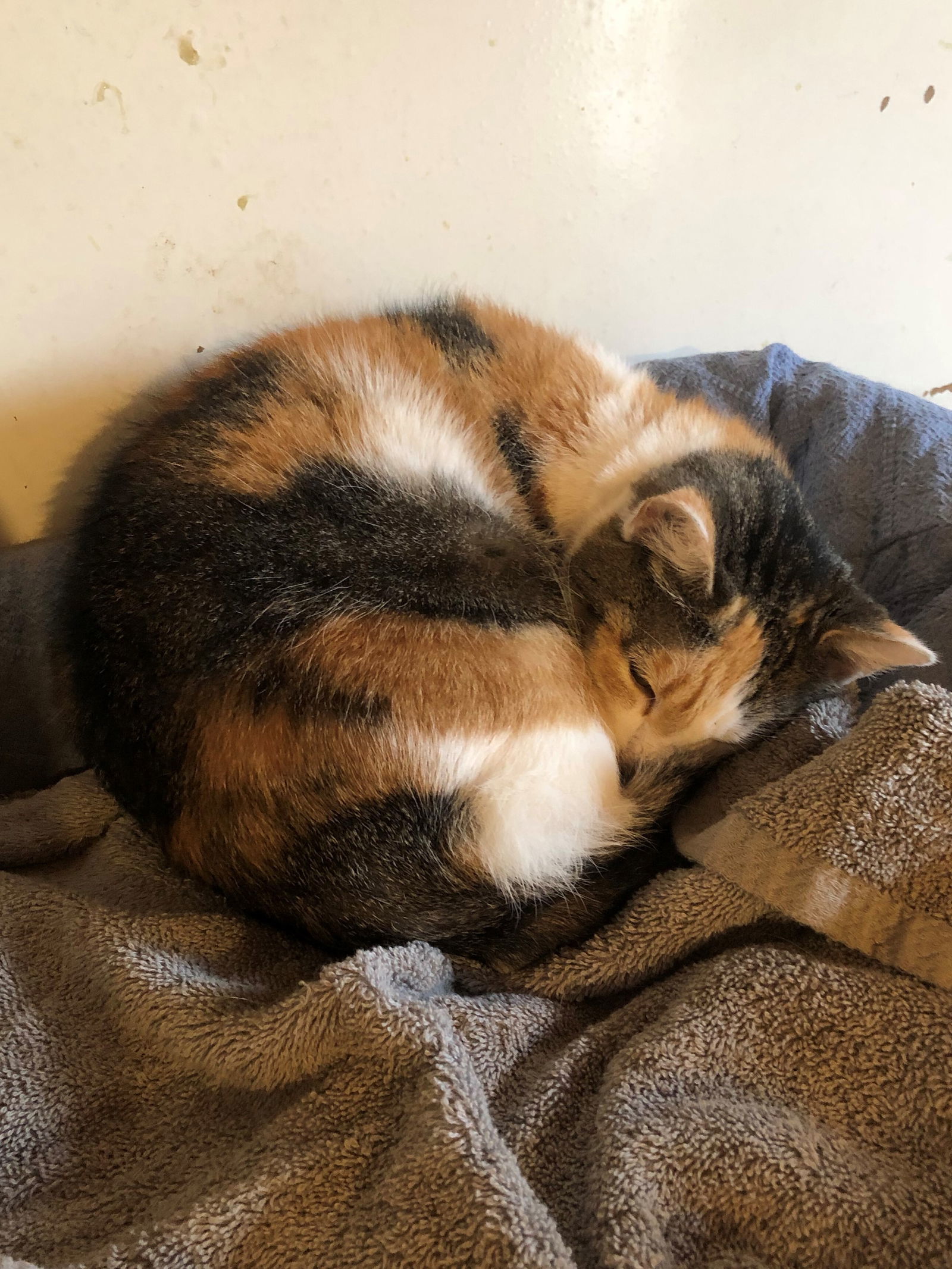 Gravity, an adoptable Calico, Domestic Short Hair in Apollo, PA, 15613 | Photo Image 3