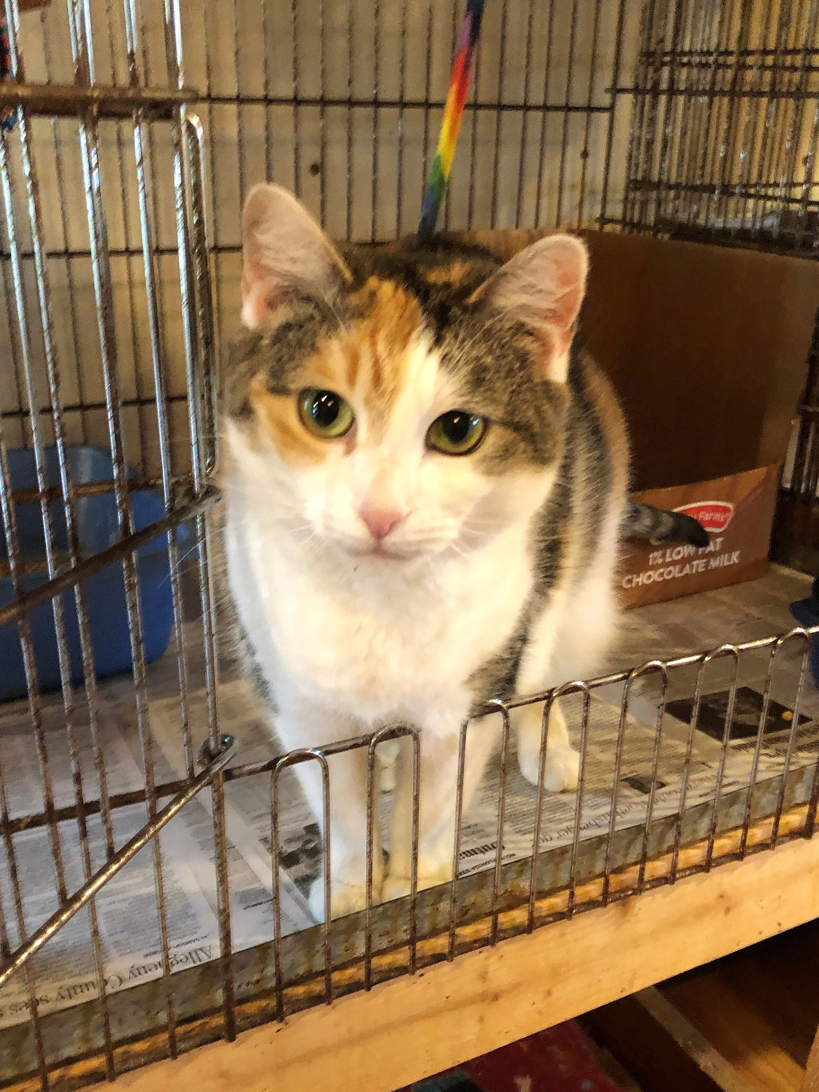 Gravity, an adoptable Calico, Domestic Short Hair in Apollo, PA, 15613 | Photo Image 3