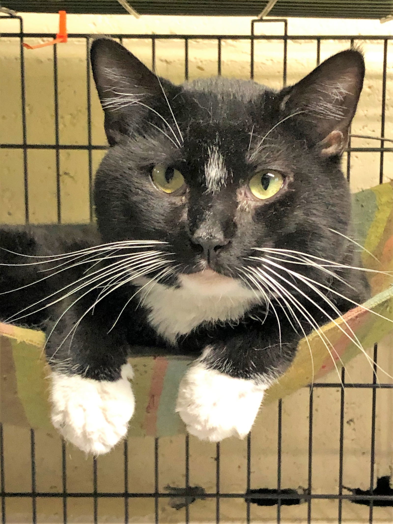Rosco, an adoptable Tuxedo in Apollo, PA, 15613 | Photo Image 1