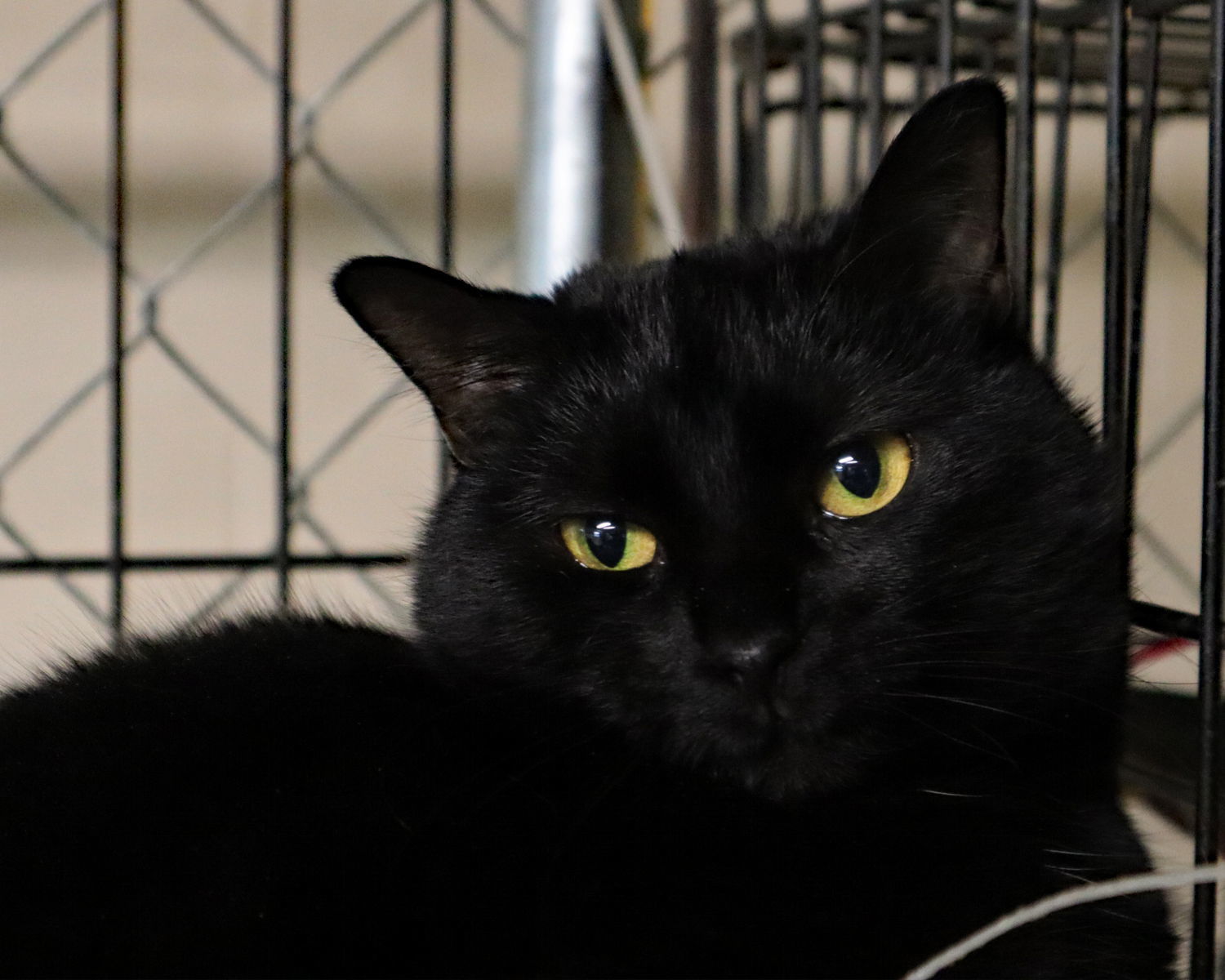 Eve (Sister to ChinChin), an adoptable Domestic Short Hair in Apollo, PA, 15613 | Photo Image 1