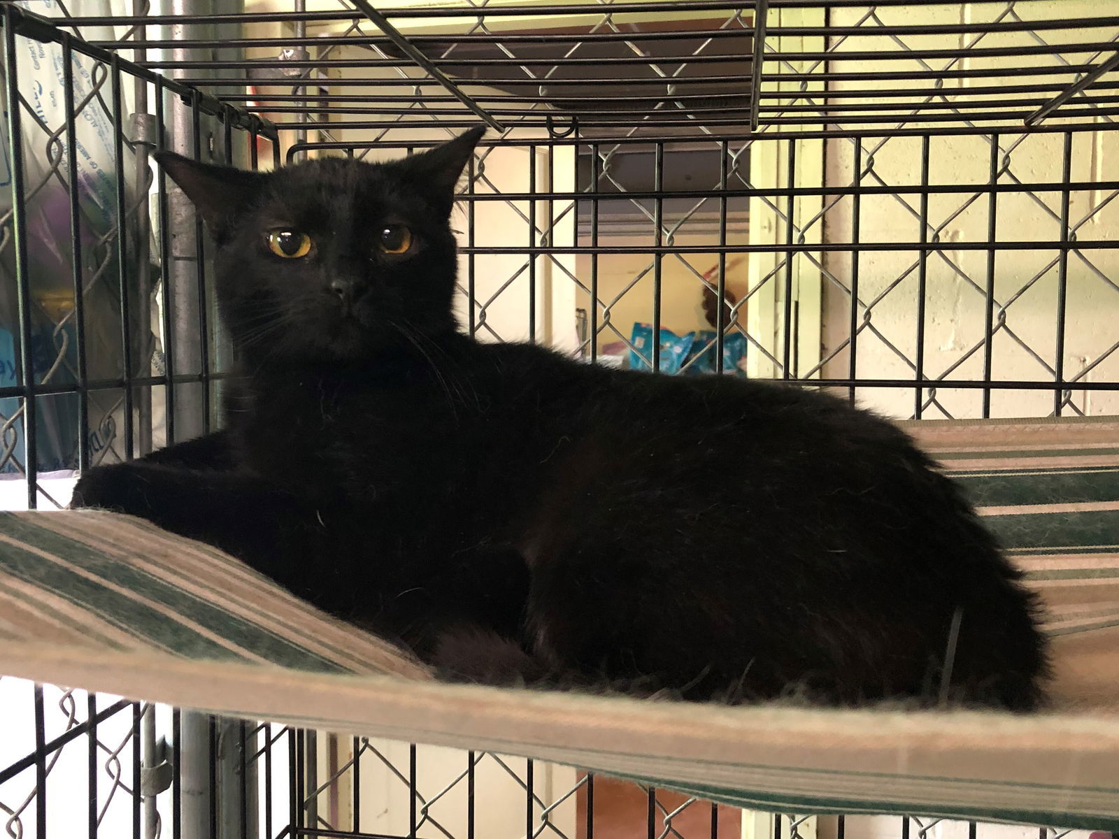 Eve (Sister to ChinChin), an adoptable Domestic Short Hair in Apollo, PA, 15613 | Photo Image 2