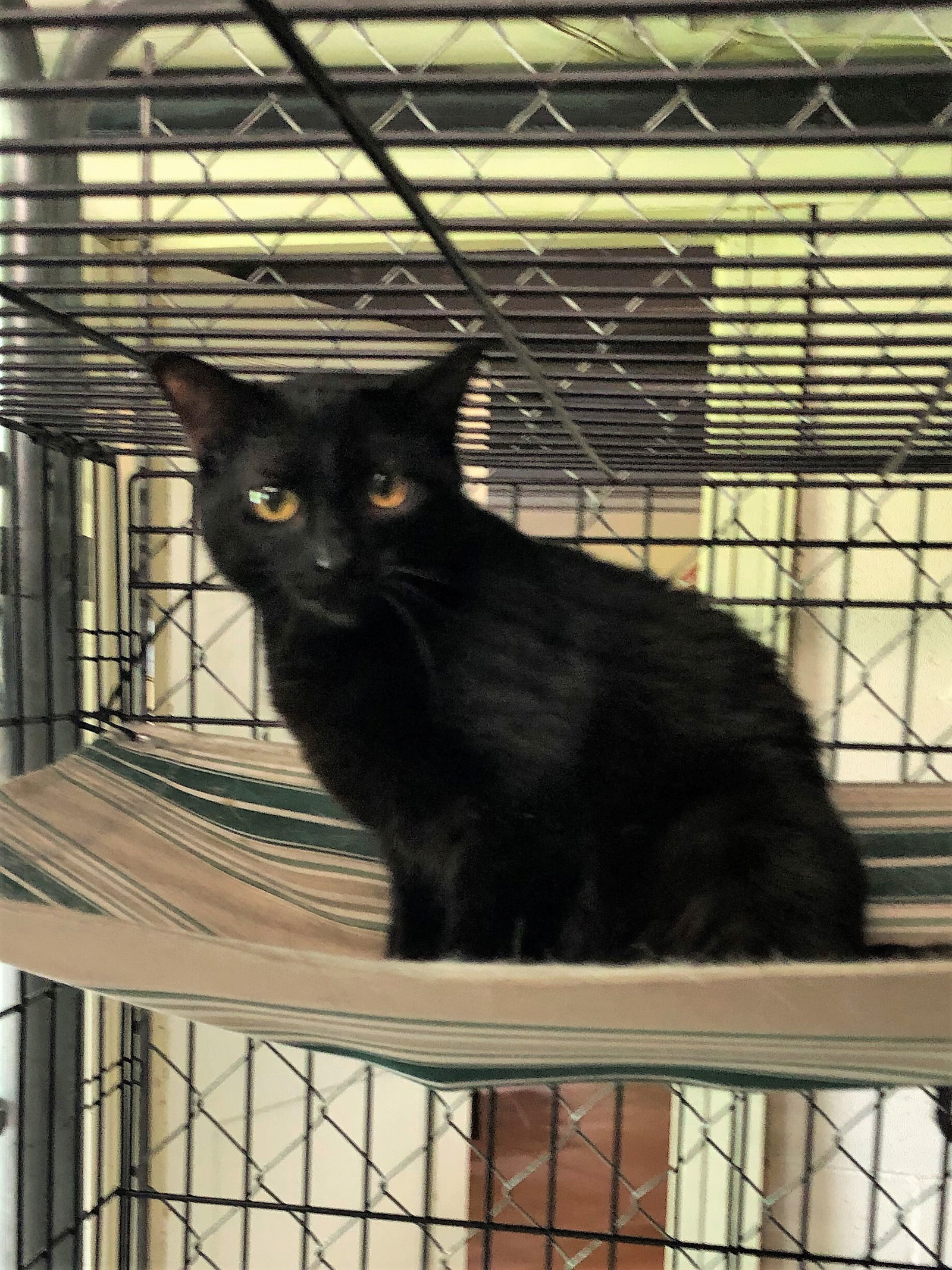 Eve (Sister to ChinChin), an adoptable Domestic Short Hair in Apollo, PA, 15613 | Photo Image 3