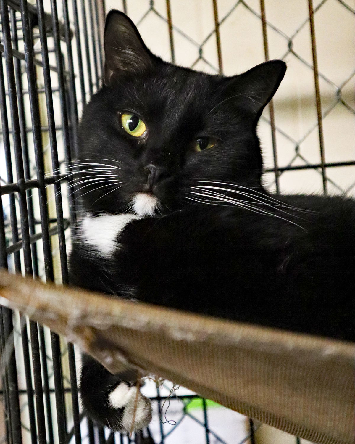 ChinChin (brother to Eve), an adoptable Tuxedo, Domestic Short Hair in Apollo, PA, 15613 | Photo Image 1