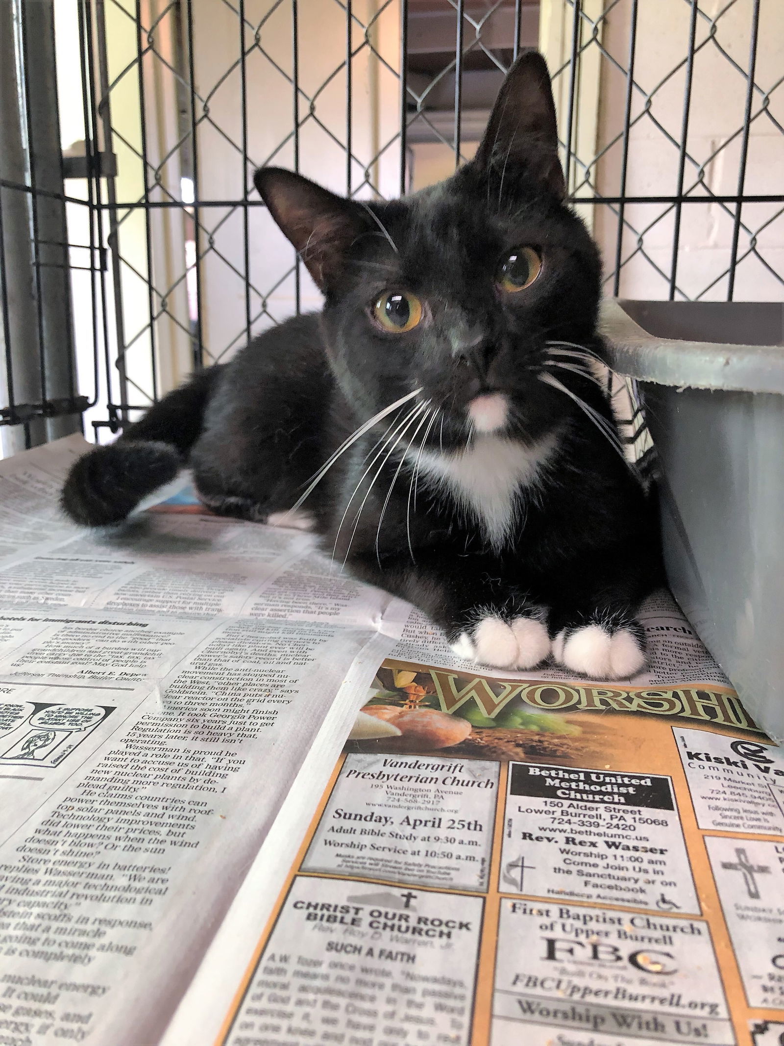 ChinChin (brother to Eve), an adoptable Tuxedo, Domestic Short Hair in Apollo, PA, 15613 | Photo Image 2