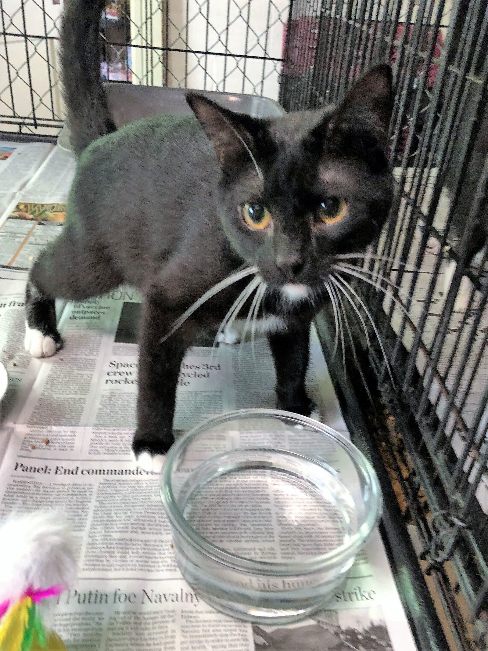 ChinChin (brother to Eve), an adoptable Tuxedo, Domestic Short Hair in Apollo, PA, 15613 | Photo Image 3