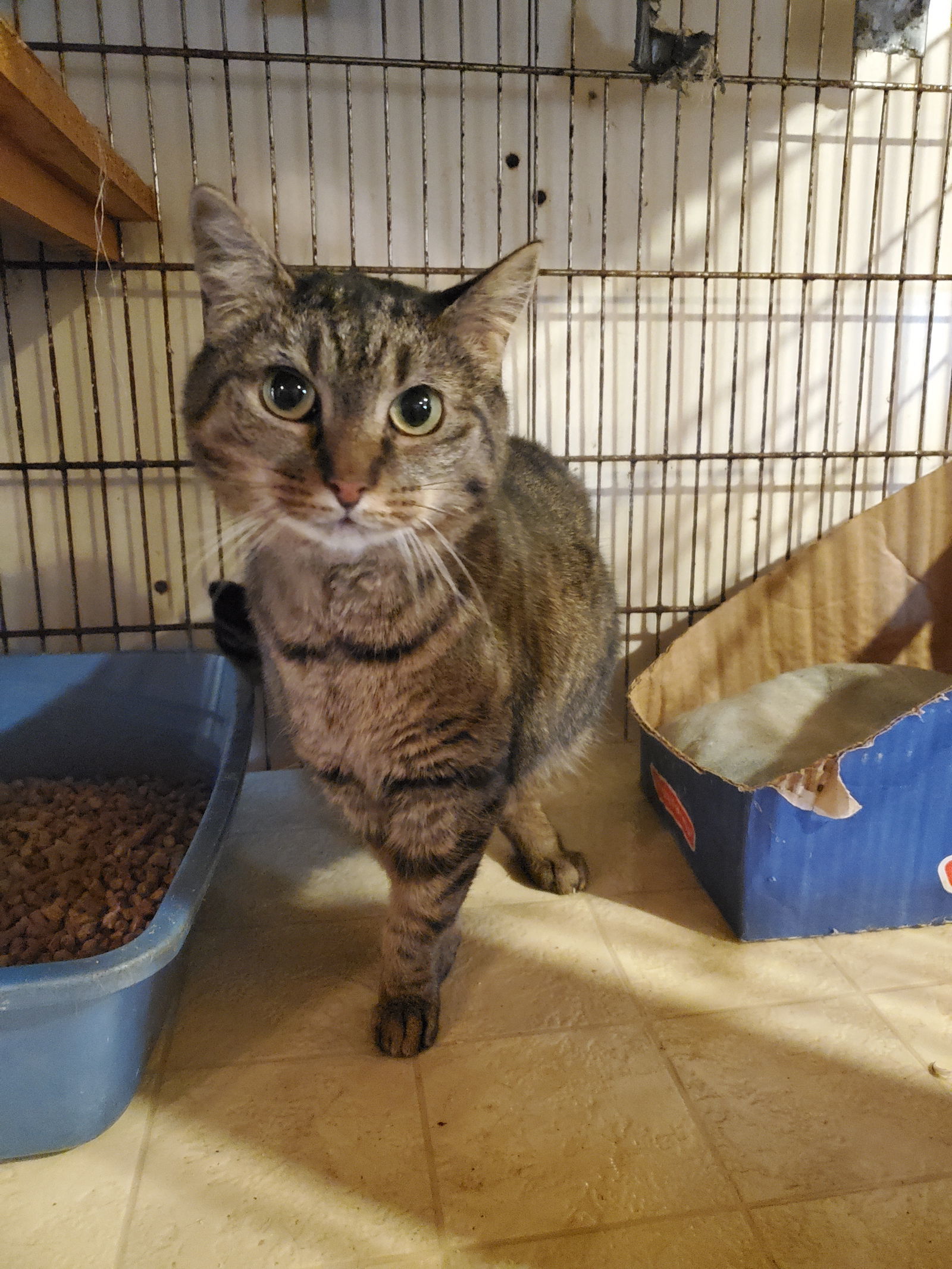 Little, an adoptable Tabby, Domestic Short Hair in Apollo, PA, 15613 | Photo Image 1