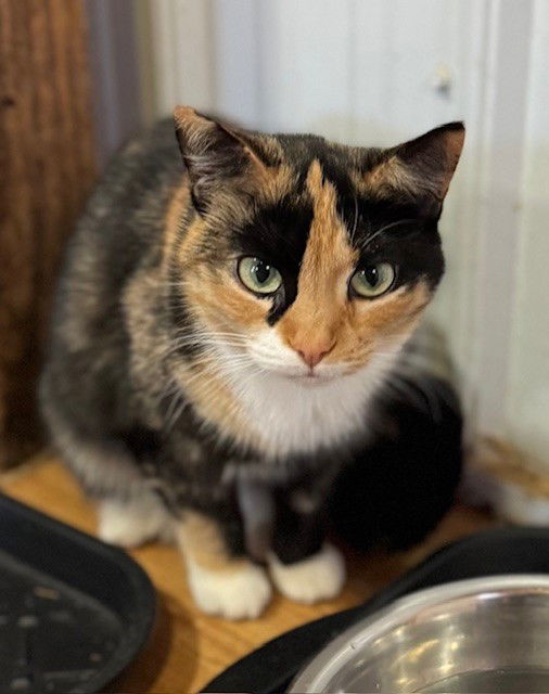 Phyllis Diller, an adoptable Calico, Domestic Short Hair in Apollo, PA, 15613 | Photo Image 1