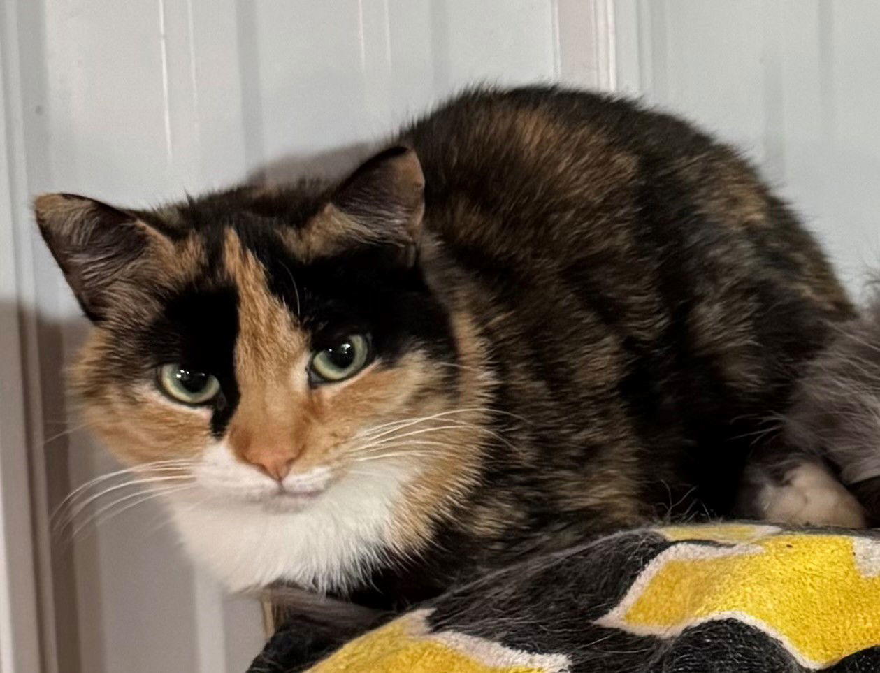 Phyllis Diller, an adoptable Calico, Domestic Short Hair in Apollo, PA, 15613 | Photo Image 2