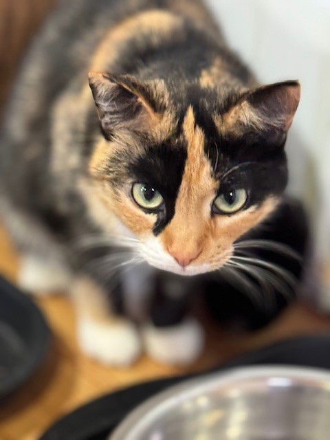 Phyllis Diller, an adoptable Calico, Domestic Short Hair in Apollo, PA, 15613 | Photo Image 3
