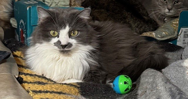 Mary, an adoptable Domestic Long Hair in Apollo, PA, 15613 | Photo Image 1