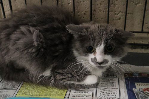 Mary, an adoptable Domestic Long Hair in Apollo, PA, 15613 | Photo Image 2