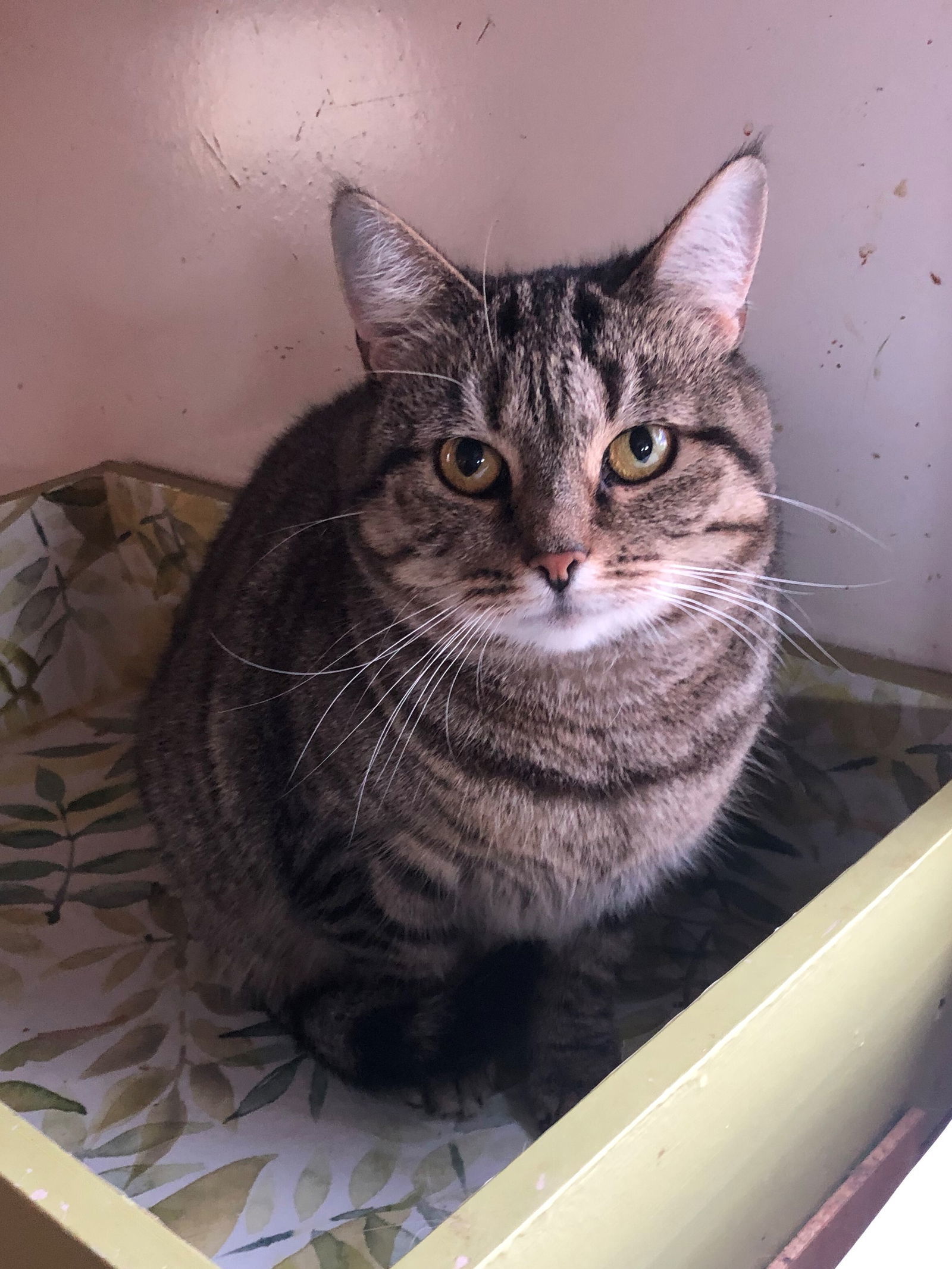 Lena, an adoptable Tabby, Domestic Short Hair in Apollo, PA, 15613 | Photo Image 1