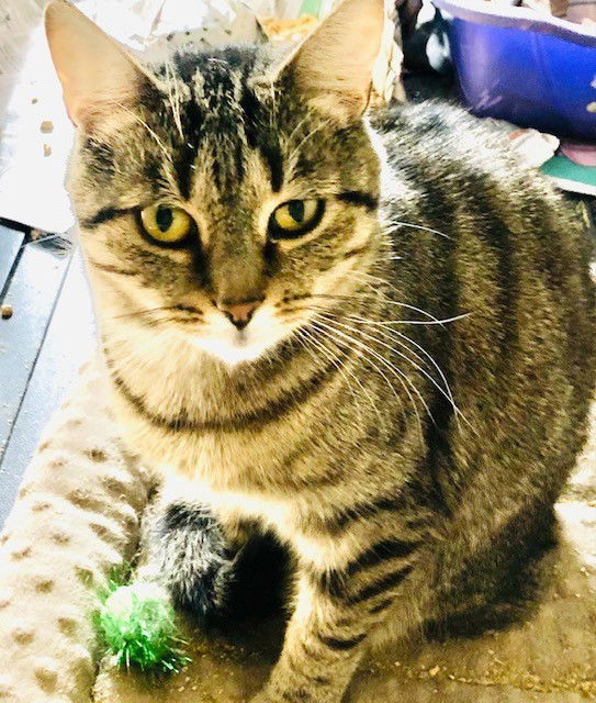 Lena, an adoptable Tabby, Domestic Short Hair in Apollo, PA, 15613 | Photo Image 2