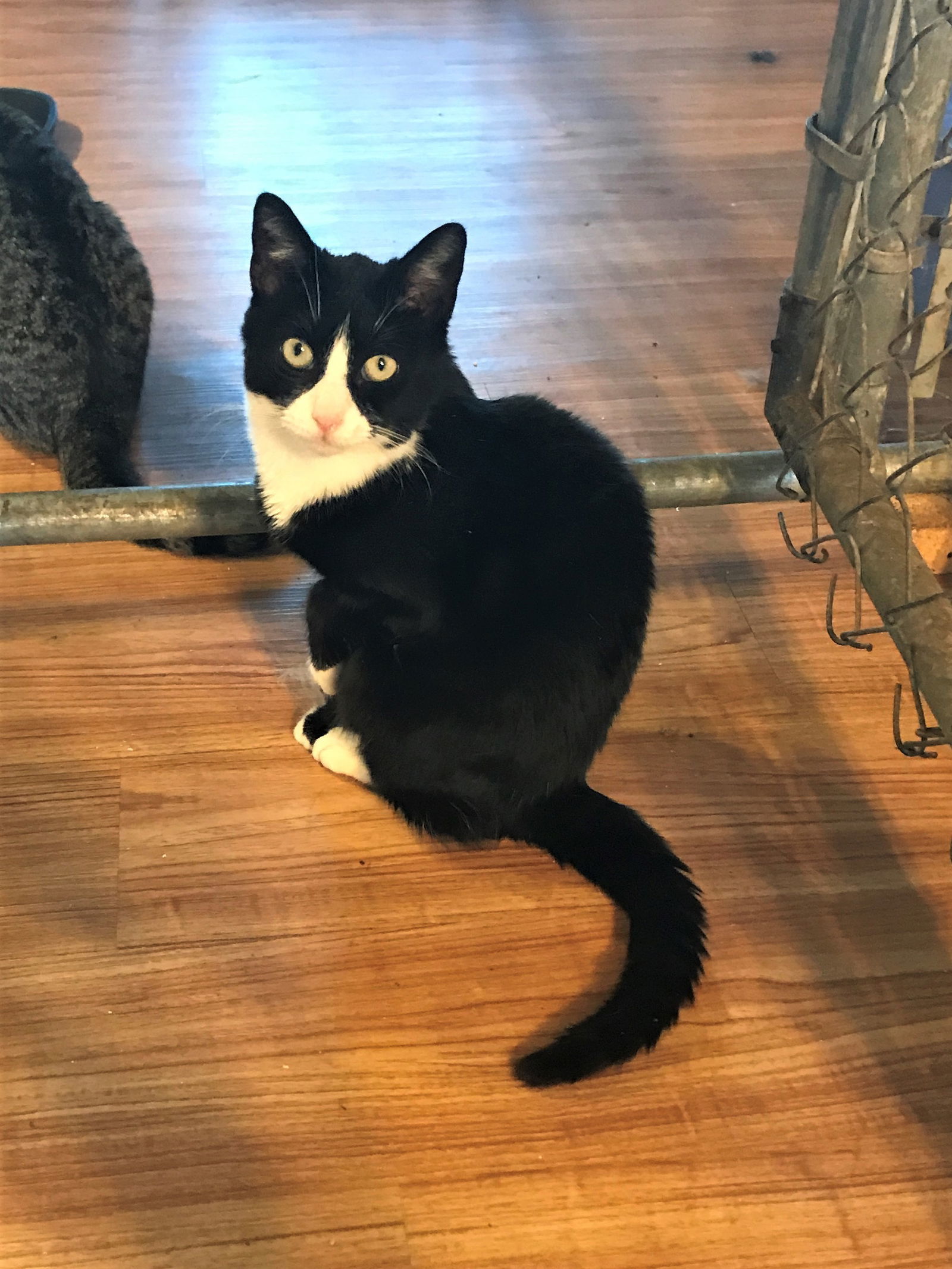 Abby, an adoptable Tuxedo, Domestic Short Hair in Apollo, PA, 15613 | Photo Image 1
