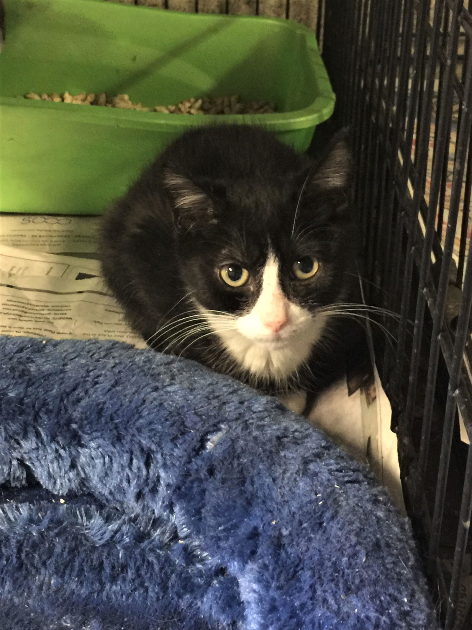 Abby, an adoptable Tuxedo, Domestic Short Hair in Apollo, PA, 15613 | Photo Image 2
