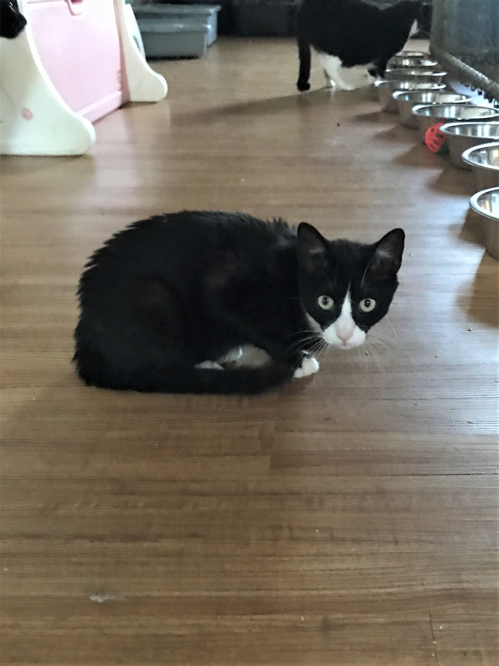Abby, an adoptable Tuxedo, Domestic Short Hair in Apollo, PA, 15613 | Photo Image 3