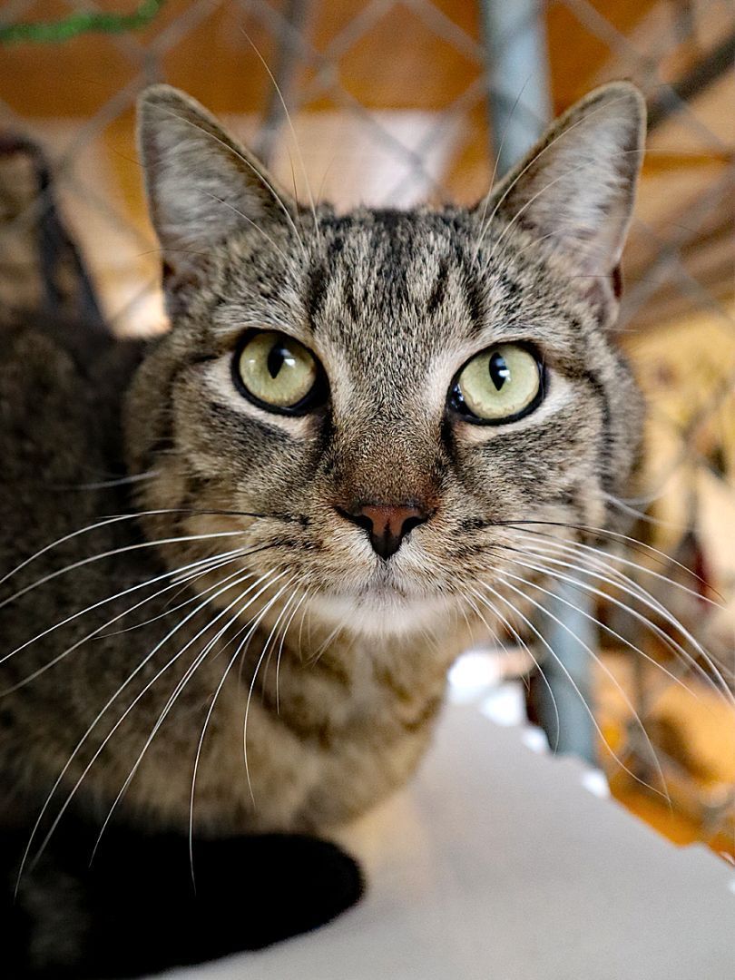 Sneaky Pete, an adoptable Tabby, Domestic Short Hair in Apollo, PA, 15613 | Photo Image 1