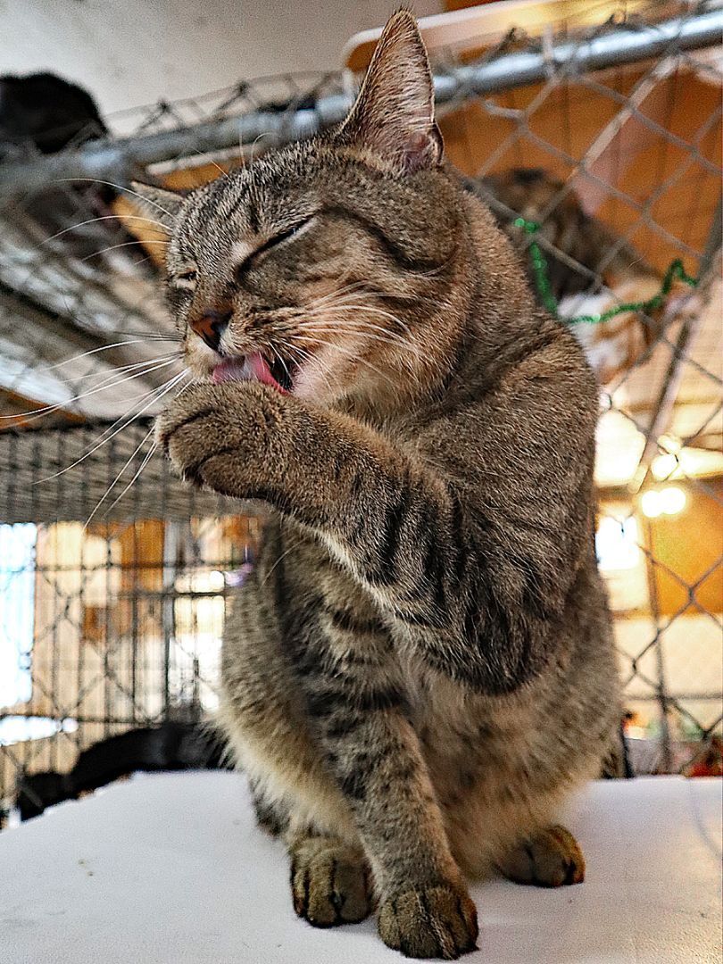 Sneaky Pete, an adoptable Tabby, Domestic Short Hair in Apollo, PA, 15613 | Photo Image 2
