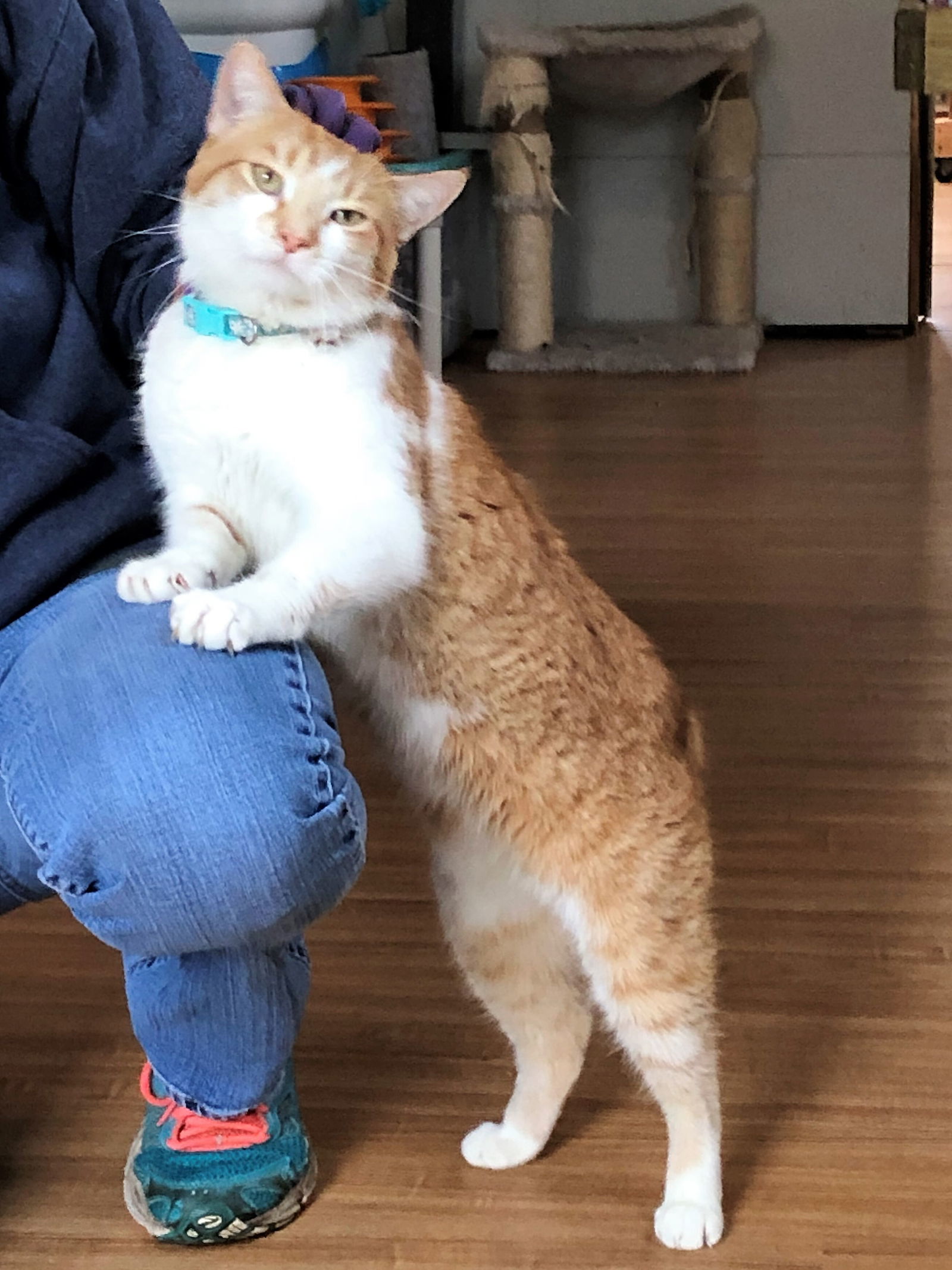 Callie, an adoptable Manx, Tabby in Apollo, PA, 15613 | Photo Image 1