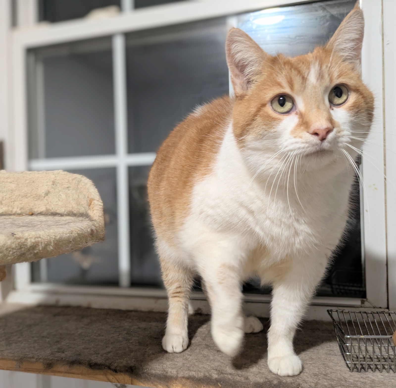 Callie, an adoptable Manx, Tabby in Apollo, PA, 15613 | Photo Image 1