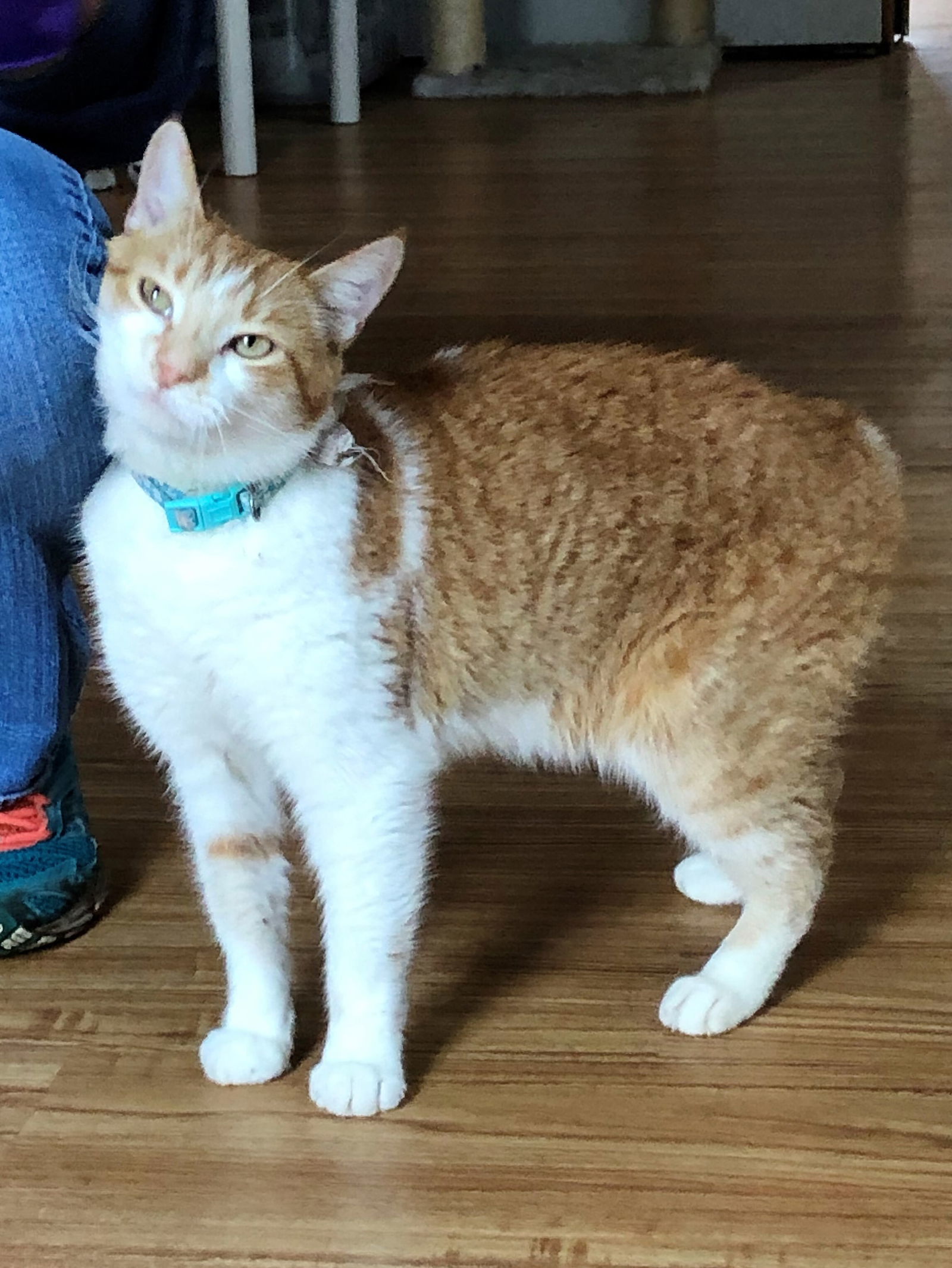 Callie, an adoptable Manx, Tabby in Apollo, PA, 15613 | Photo Image 2