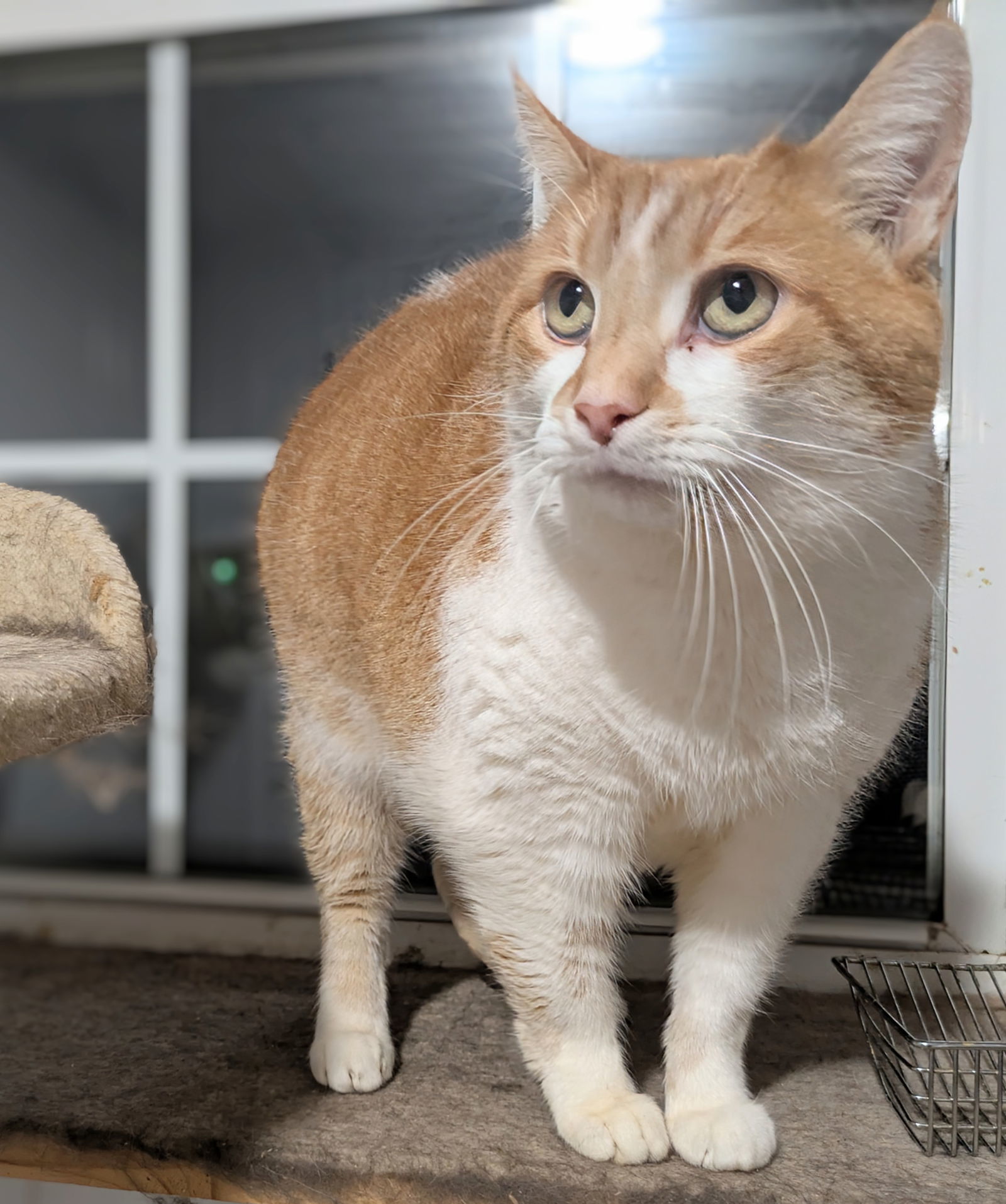Callie, an adoptable Manx, Tabby in Apollo, PA, 15613 | Photo Image 2